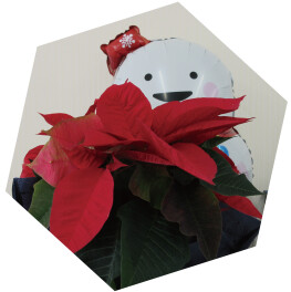 ★★Ｘ’ｍａｓフェア開催★★